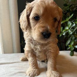 Frosty - Cream male Goldendoodle puppy in Goshen, Ohio from Land of Goshen Doodles