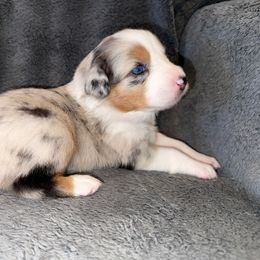 Girl 7 - Australian Shepherd puppy from Ralph's Australian Shepherds