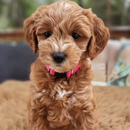 Gucci - Red  female Goldendoodle puppy in Pine Grove, California from Lundee Doodles