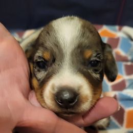 LUDO - Dapple male Dachshund puppy in Antlers, Oklahoma from MoMo's Dachshunds
