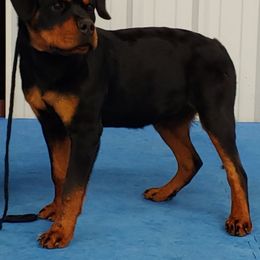 Miniature Schnauzer and Rottweiler Puppies from Mystique Kennel