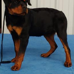 Miniature Schnauzer and Rottweiler Puppies from Mystique Kennel