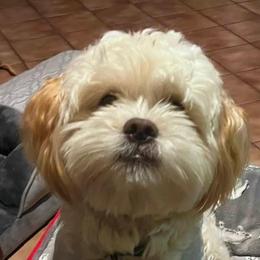 Shihpoo and Shih Tzu Puppies from Lilli’s Shih tzus and Shih poos