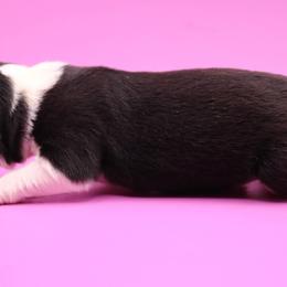 Fortune (Hot Pink Collar) - Black and white female Border Collie puppy in Boiling Springs, South Carolina from Top Notch Border Collies