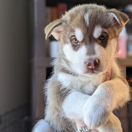 Voyager - Brown and white female Siberian Husky puppy in Madison, Alabama from Rocket City Huskies