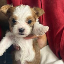 Girl 2 - Chocolate, tan and white female Yorkshire Terrier puppy in Cleveland, Ohio from My Exotic Yorkies LLC