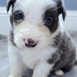 Border Collies from Little  Foxx Farms