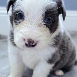 Border Collies from Little  Foxx Farms