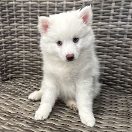 Fern - White male Pomsky puppy in Hudson, New Hampshire from Granite State Pomskies