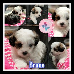 Cavapoo, Goldendoodle, Poodle, and Shihpoo Puppies from Sugarland's Texas Goldendoodles