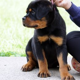 Rottweiler and Toy Shetland Sheepdog Puppies from Mountain High Kennels