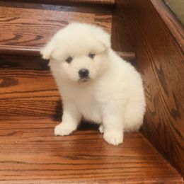 American Eskimo Dog puppies from White Gypsy Ranch