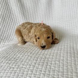 Strawberry - Apricot female Goldendoodle puppy in Montgomery, Texas from Dacus Doodles