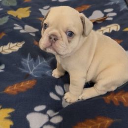 Casey - Blue fawn male French Bulldog puppy in Spokane, Washington from Lilac City Frenchies