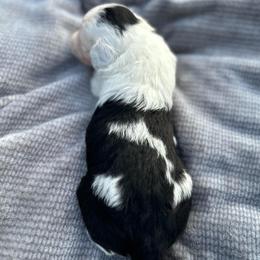 Girl 2 - Black tri-color female Aussiedoodle puppy in Reddick, Florida from Cooper’s Mini Doodles
