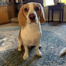 Boy 2 - Lemon and white male Beagle puppy in Toquerville, Utah from Beautiful Utah Beagles