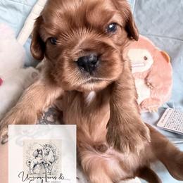 Cavalier King Charles Spaniel and Cavapoo Puppies from Unicorn Tears and Cavaliers