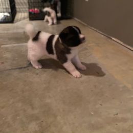 Boy 1 - White, red shading Akita puppy in Missouri from Tread Lightly Akitas