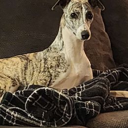 Armando - Whippet