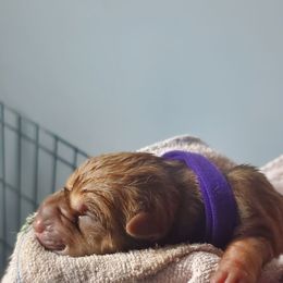 Cascade - Brown sable female Chinese Shar-Pei puppy in Ste. Marie, Illinois from JoShel’s Silver Lined Wrinkles and Tails