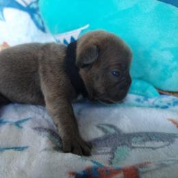 French Bulldog Puppies from Great White French Bulldogs