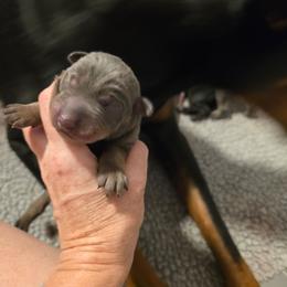 Boy 1 - Blue and rust male Doberman Pinscher puppy in New River, Arizona from Desert Mountain Dobermans
