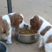 Welsh Springer Spaniel Puppies from Statesman Welsh Springer Spaniels