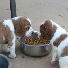 Welsh Springer Spaniel Puppies from Statesman Welsh Springer Spaniels