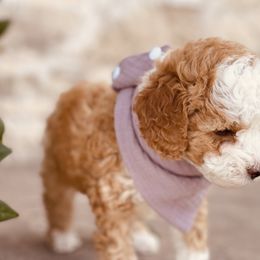 Goldendoodle and Poodle Puppies from Doodle Puppy Parti