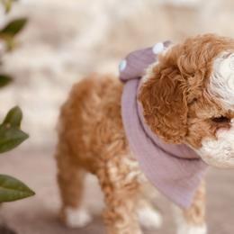 Goldendoodle and Poodle Puppies from Doodle Puppy Parti