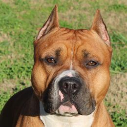Bang - American Staffordshire Terrier