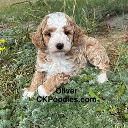 Oliver - Cream male Poodle puppy in Lance Creek, Wyoming from CK Poodles LLC