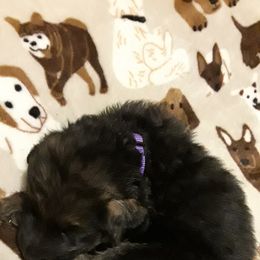 German Shepherd Puppies from Von Jo-Rielle Kennel