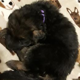 German Shepherd Puppies from Von Jo-Rielle Kennel