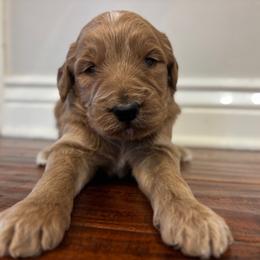 Boy 2 - Apricot male Goldendoodle puppy in Mattawan, Michigan from Doodifuldoods