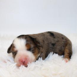 Goldie - Blue merle female Miniature Australian Shepherd puppy in Foxworth, Mississippi from Ten Mile Aussies