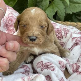 Mack - Apricot male Irish Doodle puppy in Home, Pennsylvania from Plum Creek Acres Next Generation