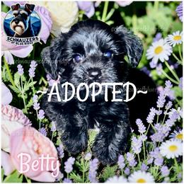 Betty - Adopted - Black female Miniature Schnauzer puppy in Spruce Pine, North Carolina from Schnauzers of Blue Ridge