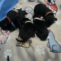 Green - Black and rust male Doberman Pinscher puppy in Denham Springs, Louisiana from Franklin Dobermans