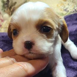 Girl 1 - female Cavalier King Charles Spaniel puppy in Antlers, Oklahoma from Stephenson Celtic Cavaliers