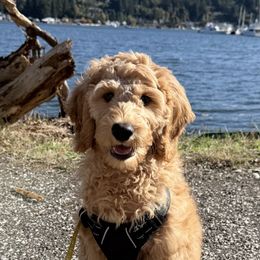 Goldendoodle Puppies from Ankeny Doodles