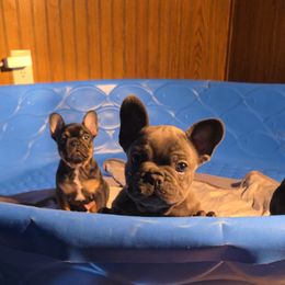 French Bulldog Puppies from Wulfrano Viveros