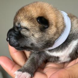 White - Sesame female Shiba Inu puppy in Elizabeth, New Jersey from Shiba Inu Loving Care