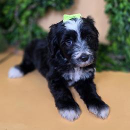 Colby - Black female Goldendoodle puppy in Decatur, Tennessee from Diamond's Doodles