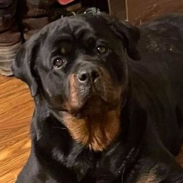 Rottweilers from Regal Rottweilers
