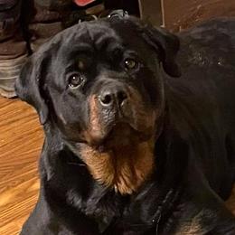 Rottweilers from Regal Rottweilers