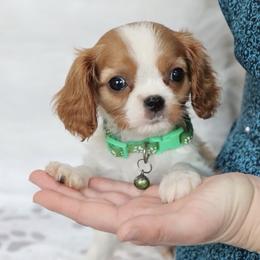 Champ - Blenheim male Cavalier King Charles Spaniel puppy in Green Forest, Arkansas from Horseshoe Drive Kennel