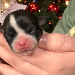 Tricolor female on top of the pile - Tricolor female Shih Tzu puppy in Phillipsburg, New Jersey from Debilyn’s Shih Tzu’s