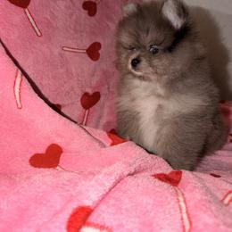 Moon light - Blue female Pomeranian puppy in Oklahoma City, Oklahoma from Pinky’Z House Of Poms