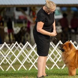 Australian Shepherds and Chow Chow from Calypso Kennel